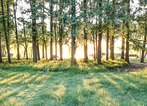 森林有害生物防治