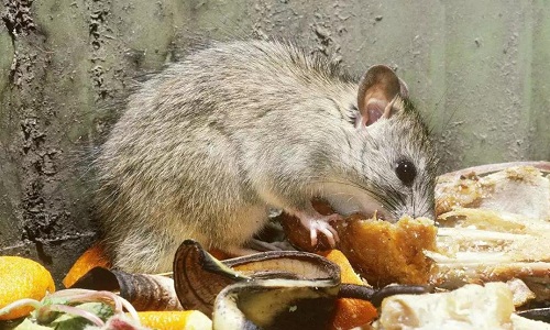 医院有害生物专业防治 —— 保障医疗安全与患者康复的关键环节